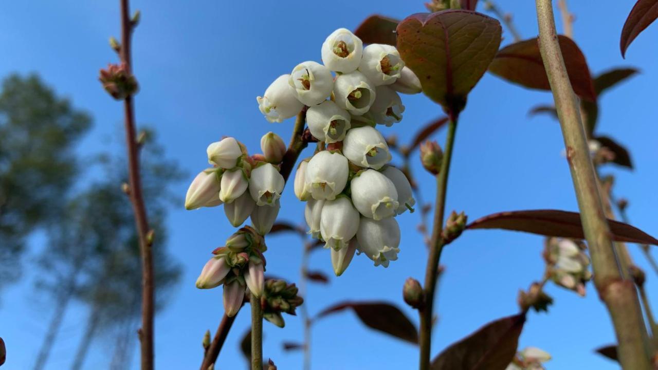 Quinta Vale Salgueiro Leilighet Seia Eksteriør bilde