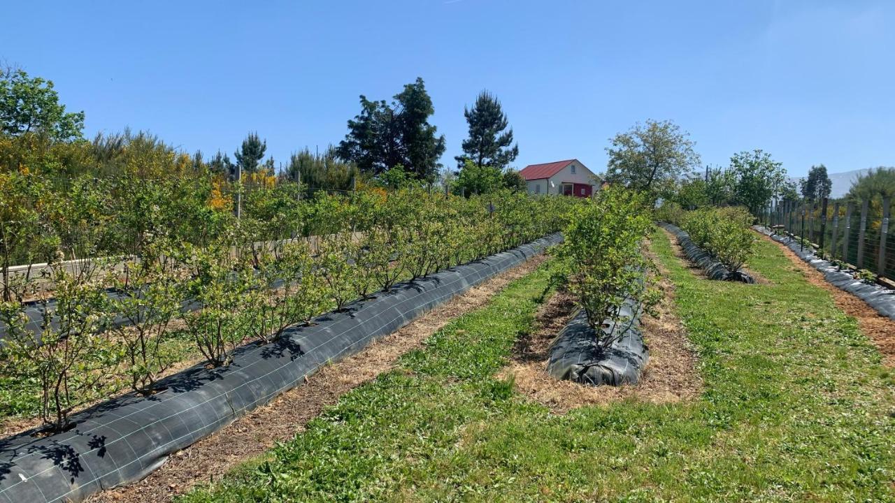 Quinta Vale Salgueiro Leilighet Seia Eksteriør bilde