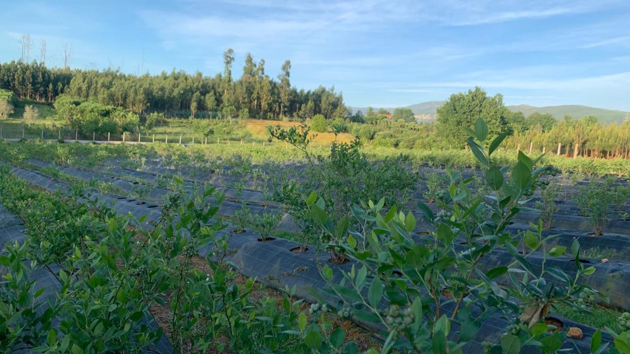 Quinta Vale Salgueiro Leilighet Seia Eksteriør bilde